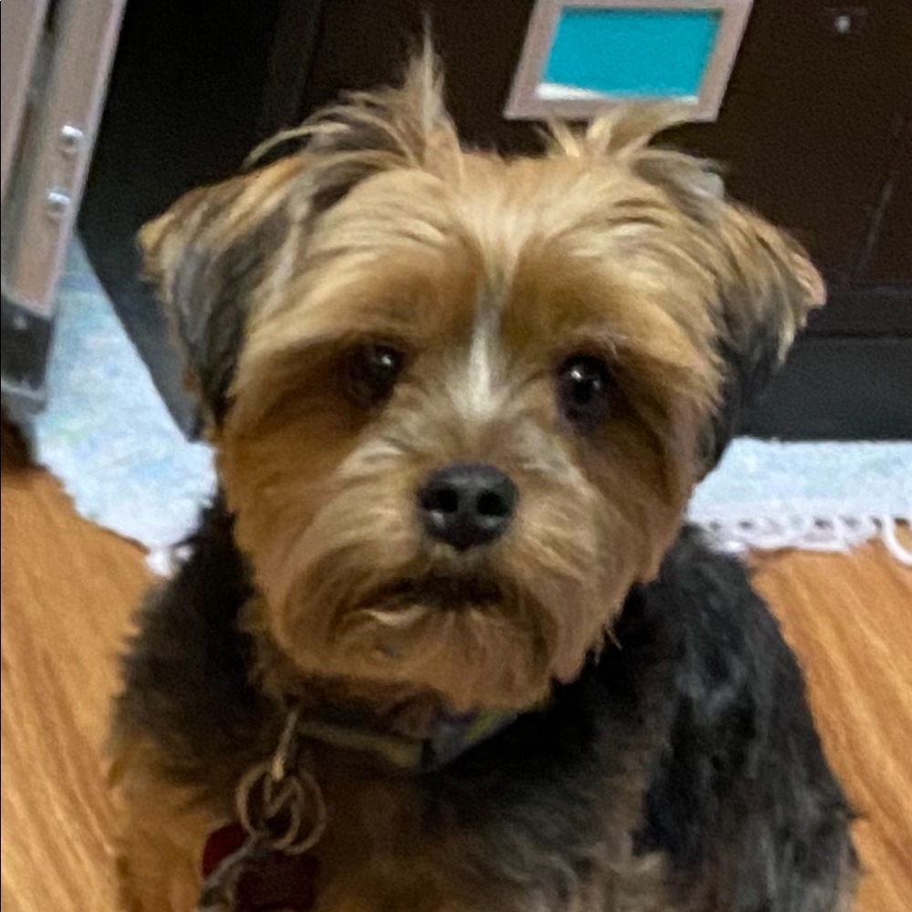 Meet your Posher, Shari